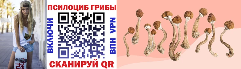 купить   ОМГ ОМГ онион  Псилоцибиновые грибы Psilocybe  Ишим 